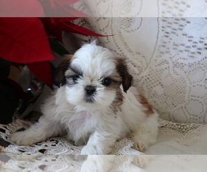 Shih Tzu Puppy for sale in SHILOH, OH, USA