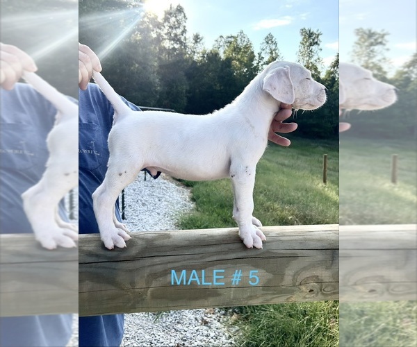 Medium Photo #1 Dogo Argentino Puppy For Sale in MINTER CITY, MS, USA