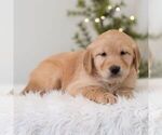 Small #3 Golden Retriever