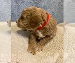 Small Photo #4 Goldendoodle (Miniature) Puppy For Sale in LITTLE ROCK, AR, USA