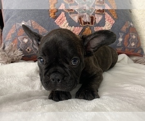 French Bulldog Puppy for sale in JOHNS ISLAND, SC, USA