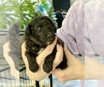 Small Photo #7 Aussiedoodle Miniature  Puppy For Sale in CLOVER, SC, USA