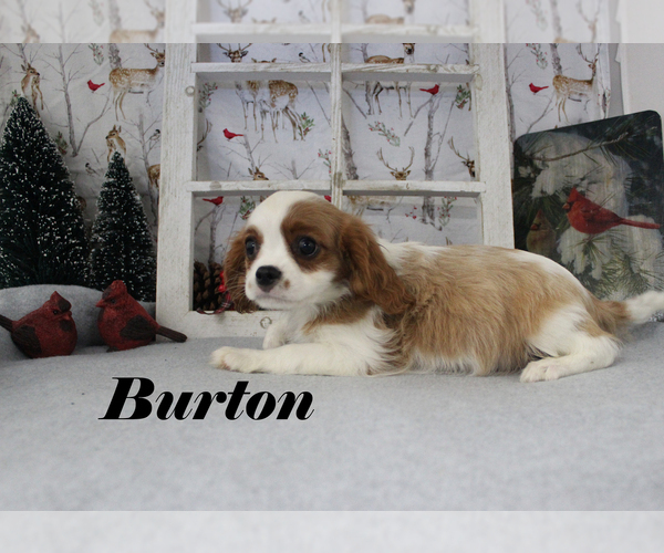Medium Photo #16 Cavalier King Charles Spaniel Puppy For Sale in CHANUTE, KS, USA