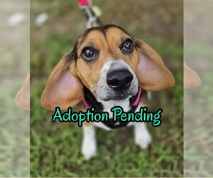 Beagle Dogs for adoption in Dunnellon, FL, USA