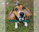 Lucy-loo - Female Beagle Dog for Adoption - Small photo