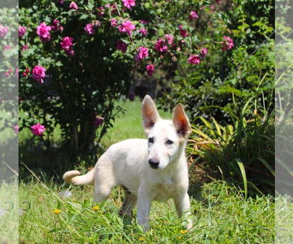 Medium Photo #1 German Shepherd Dog Puppy For Sale in Holly Hill, SC, USA