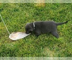Small Photo #8 Labrador Retriever Puppy For Sale in MC COOK, NE, USA