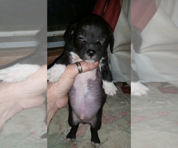Medium Photo #2 Chiranian Puppy For Sale in GROTON, NY, USA