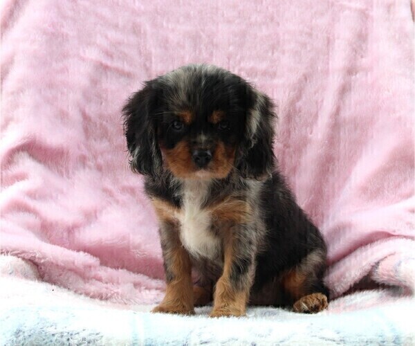 Medium Photo #1 Cavalier King Charles Spaniel Puppy For Sale in FREDERICKSBURG, OH, USA