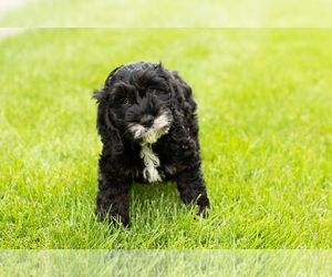 Cockapoo (Miniature) Puppy for sale in NAPPANEE, IN, USA