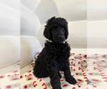 Small Photo #7 Poodle (Standard) Puppy For Sale in HALLANDALE, FL, USA