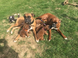 Mother of the Boxer puppies born on 09/24/2017