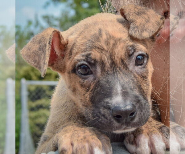 Medium Photo #7 Labsky Puppy For Sale in Huntley, IL, USA