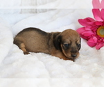Small Photo #3 Dachshund Puppy For Sale in SHILOH, OH, USA