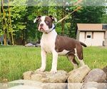 Small Photo #8 American Bulldog Puppy For Sale in NORTH RIDGEVILLE, OH, USA