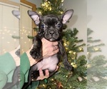 Small Photo #10 Faux Frenchbo Bulldog Puppy For Sale in ROUND LAKE, IL, USA