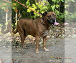 Small #5 Mountain Cur
