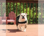 Small Photo #1 English Bulldogge Puppy For Sale in GLASGOW, KY, USA