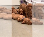 Small Photo #4 Vizsla Puppy For Sale in VACAVILLE, CA, USA