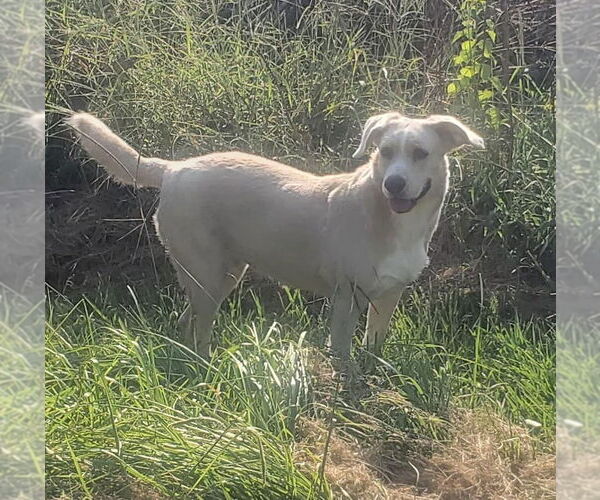 Medium Photo #2 Mutt Puppy For Sale in Abbeville, LA, USA