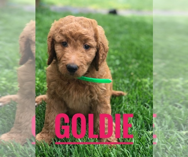 Medium Photo #1 Goldendoodle Puppy For Sale in BOWLING GREEN, KY, USA
