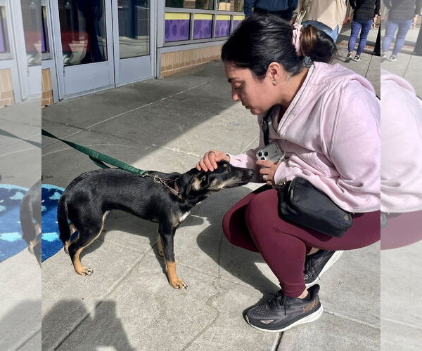 Medium Photo #7 Rat Terrier-Unknown Mix Puppy For Sale in Mount Laurel, NJ, USA