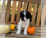 Small Photo #2 Poodle (Standard) Puppy For Sale in CLARE, IL, USA