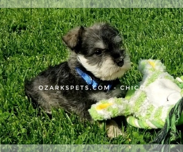 Medium Photo #2 Schnauzer (Miniature) Puppy For Sale in CEDAR GAP, MO, USA