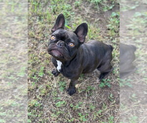 French Bulldog Dogs for adoption in Oak Bluffs, MA, USA
