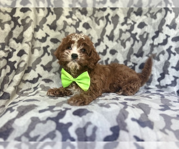 Medium Photo #7 Cavapoo Puppy For Sale in LAKELAND, FL, USA