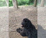 Small Photo #2 Golden Retriever-Unknown Mix Puppy For Sale in Aurora, IN, USA