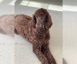 Small Photo #1 Poodle (Standard) Puppy For Sale in Pacolet, SC, USA