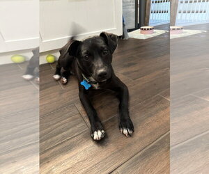 Labrador Retriever-Unknown Mix Dogs for adoption in Plainfield, IL, USA