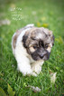 Small Photo #7 Havanese Puppy For Sale in SHELBY, OH, USA