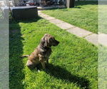 Small #2 American Bulldog-Bloodhound Mix