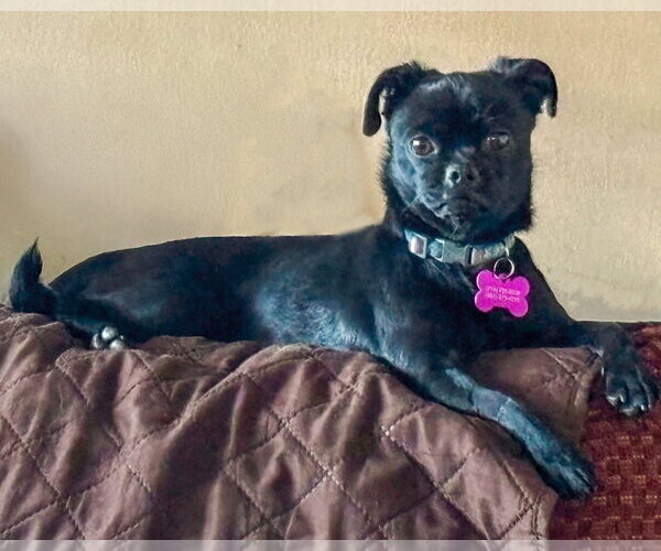 Medium Photo #4 Pug-Unknown Mix Puppy For Sale in Corona, CA, USA