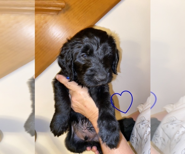 Medium Photo #1 Goldendoodle Puppy For Sale in LATROBE, PA, USA