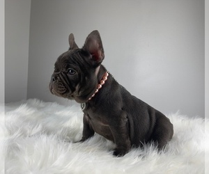French Bulldog Puppy for sale in LOCUST GROVE, GA, USA