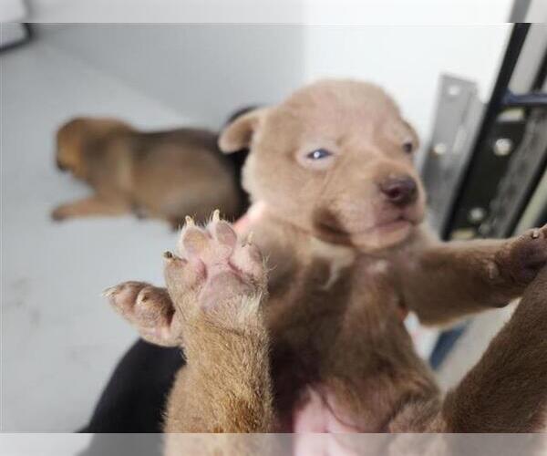 Medium Photo #1 Staffordshire Bull Terrier-Unknown Mix Puppy For Sale in Houston, TX, USA