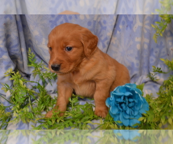 Medium Photo #4 Golden Retriever Puppy For Sale in GREENWOOD, WI, USA