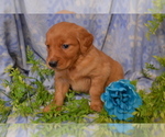 Small #3 Golden Retriever