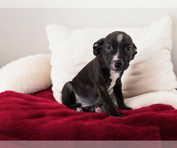 Medium Photo #1 American Pit Bull Terrier Puppy For Sale in MIDWAY, UT, USA