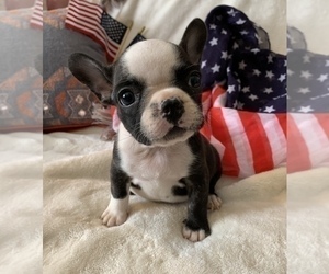 French Bulldog Puppy for sale in JOHNS ISLAND, SC, USA