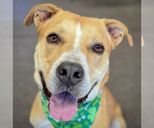 American Staffordshire Terrier-Unknown Mix Dogs for adoption in Huntley, IL, USA