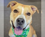 Small American Staffordshire Terrier Mix