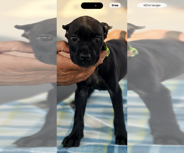 Medium Photo #15 Cane Corso Puppy For Sale in ANDERSON, IN, USA