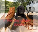 Small Photo #1 Goldendoodle Puppy For Sale in BROKEN BOW, OK, USA