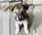 Small #1 Siberian Husky Mix