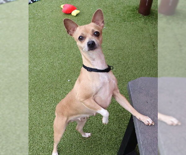 Medium Photo #3 Chihuahua-Unknown Mix Puppy For Sale in Rockaway, NJ, USA