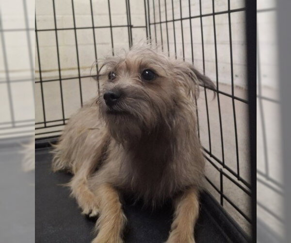 Medium Photo #1 Mutt Puppy For Sale in San Bernardino, CA, USA